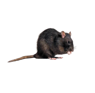 Pest Control Sydney Rodent Control Sydney