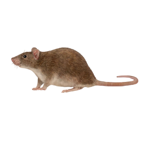 Pest Control Sydney Rodent Control Sydney