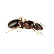 Pest Control Sydney Ochetellus glaber