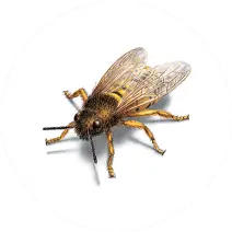 Wasps Control Sydney