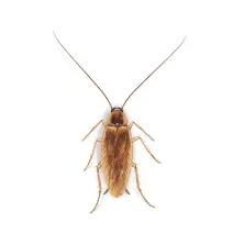 Brown Banded