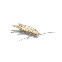 Moth Control Sydney