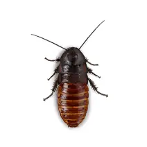 Cockroach Control Sydney