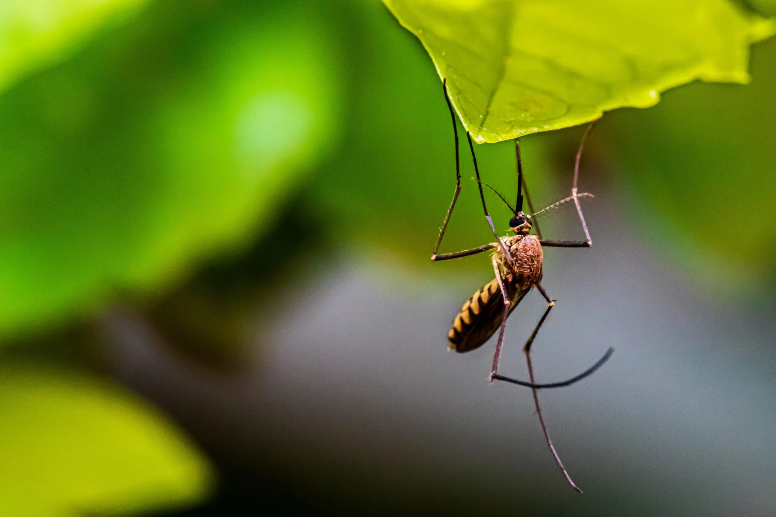 Pesticide Resistance