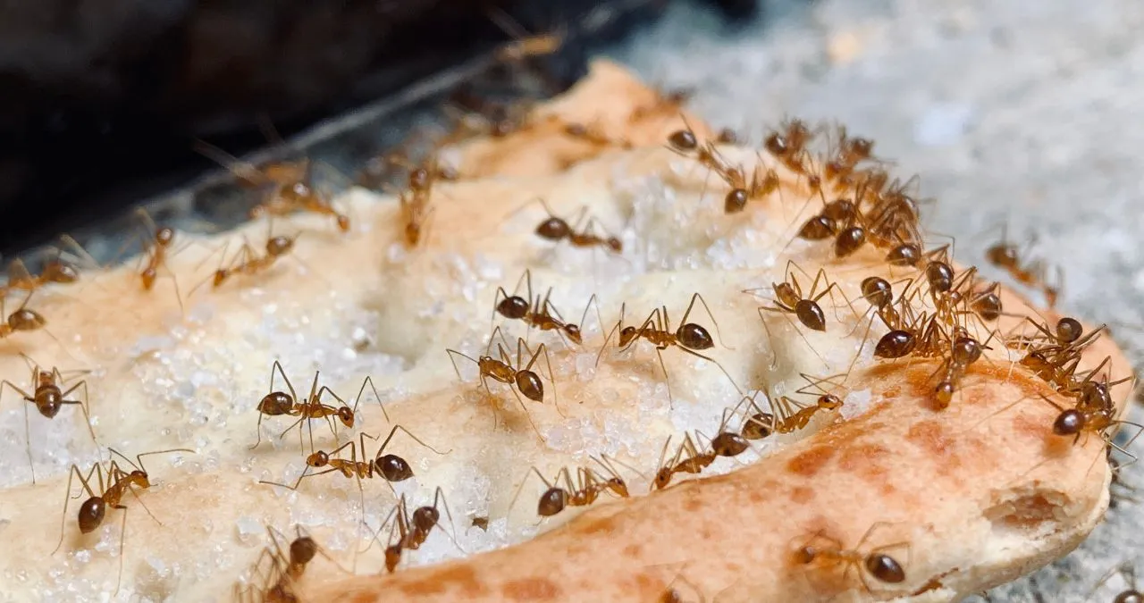 Cafe Pest Control Sydney