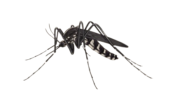 Mosquitoes Control Sydney