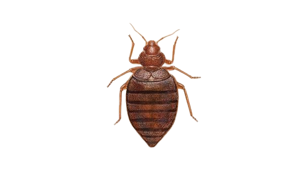 Bed Bugs Removal sydney