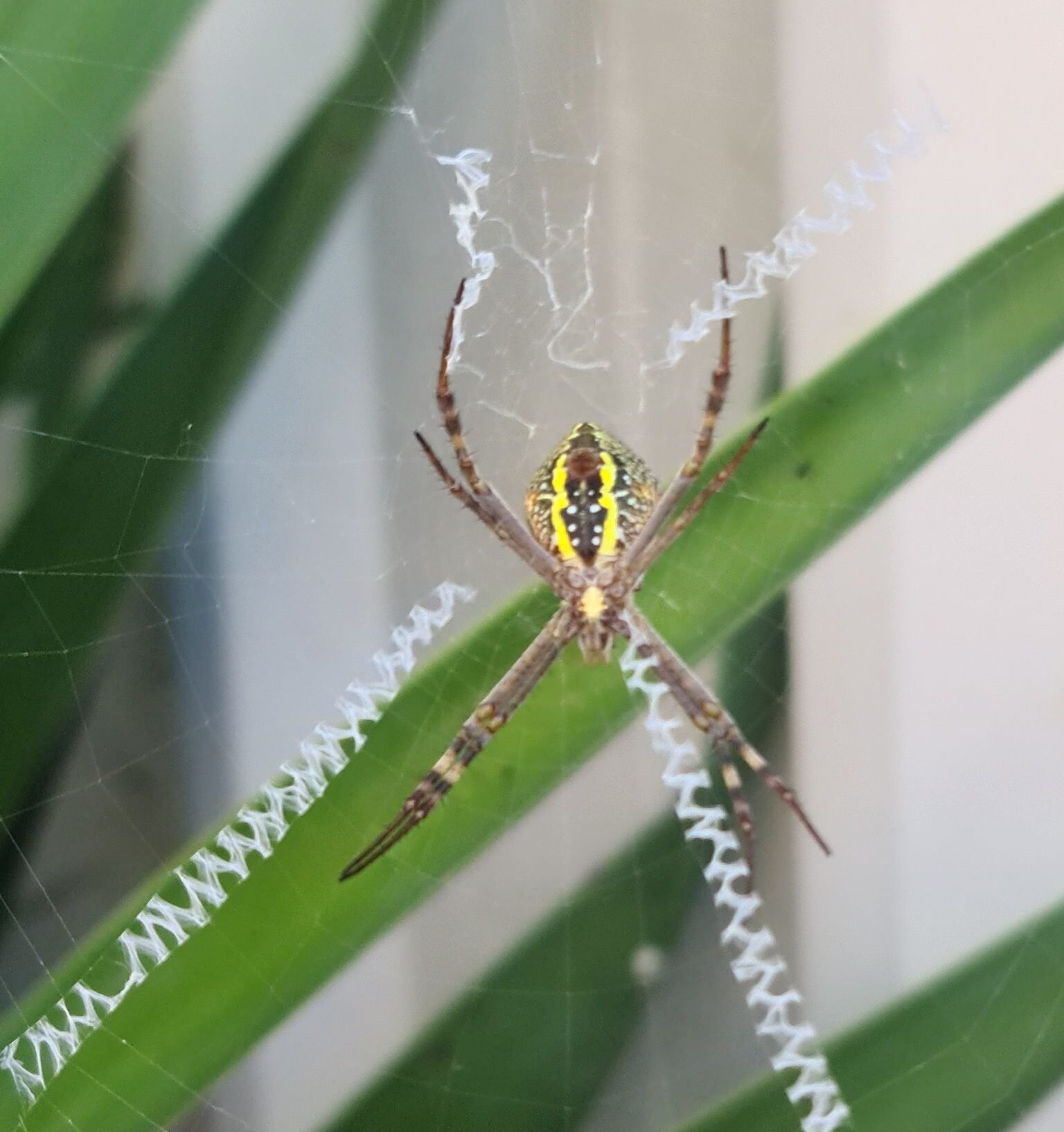 Spider pest control
