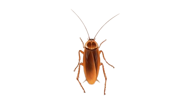 Get Rid of Cockroach