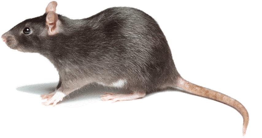 Rodent Control Sydney