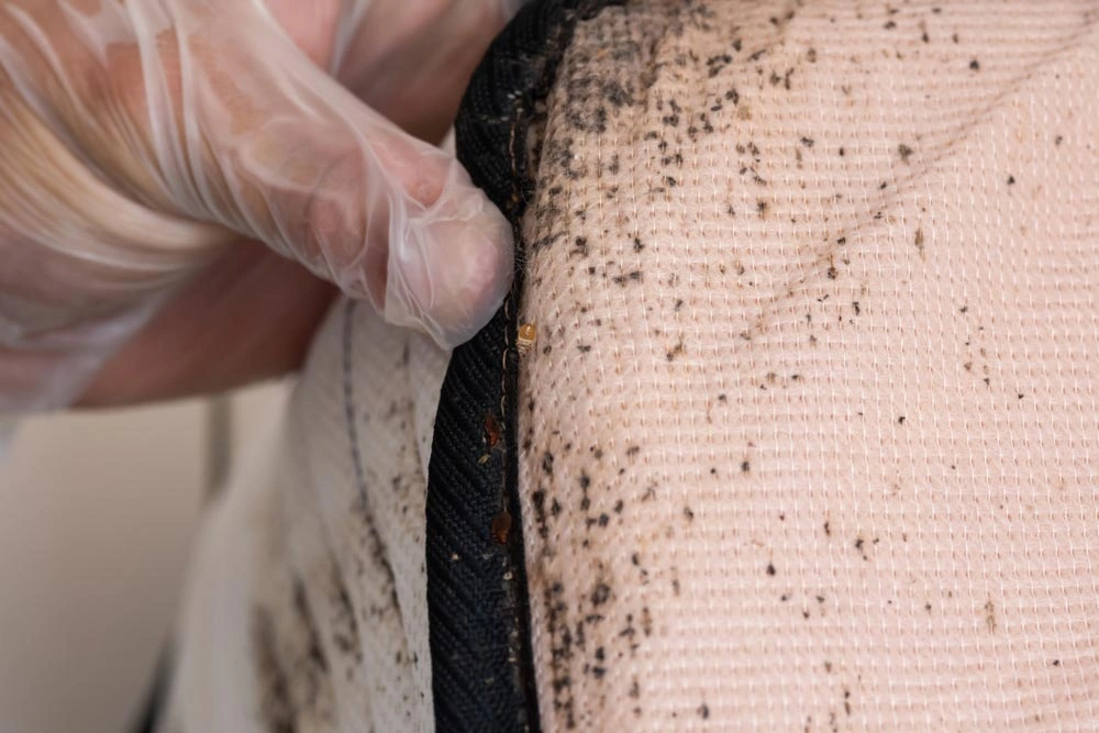 Bedbugs Control Rosebery
